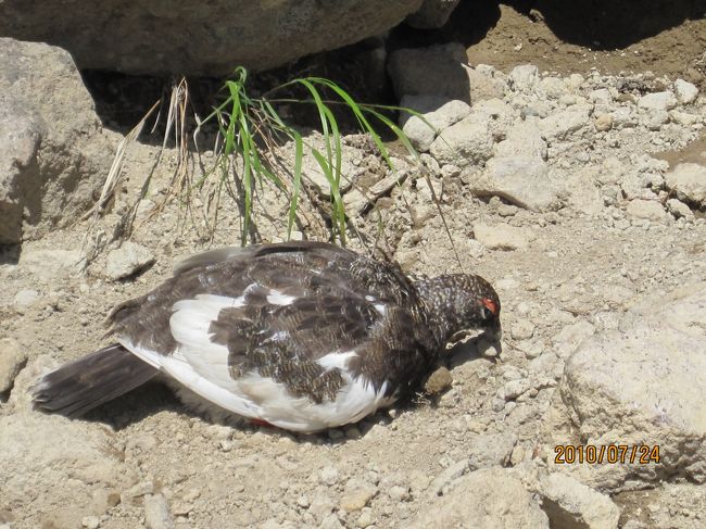 頂上ではオスの雷鳥も迎えてくれた、白馬大池周辺はお花畑。念願の紫のハクサンコザクラも<br />出会えた。写真をとりまくり、お花畑でおにぎりをほうばる｡至福の時間。<br />ａｍ１２時下山、栂池自然園でまたたくさんの花、感激。<br />日帰り温泉で疲れを癒し、ｐｍ４時帰路へ。都会は猛烈な雷雨だった。<br />白馬乗鞍岳に感謝、感謝。