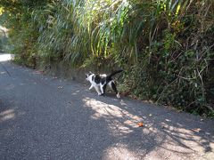 あこがれの猫島　田代島へ行ってきました！　その２