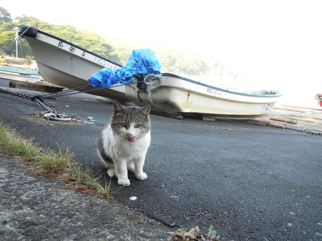 あこがれの猫島　宮城県石巻市田代島へ行ってきました！<br />猫好き・生牡蠣好きな方はぜひ行くべし！