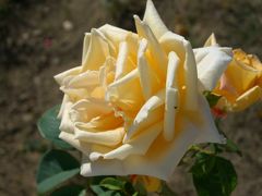 ブルガリア・イギリス旅行記・６（2009年　カンザラク編）