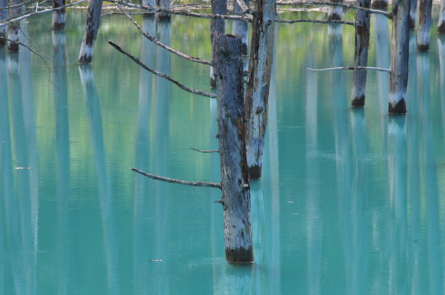 　青い池　ただ漠然とした名前ですがその名の通り青い池でした。<br />そして少し離れたところにある白ひげの滝、ここの水も青く澄んでいました。