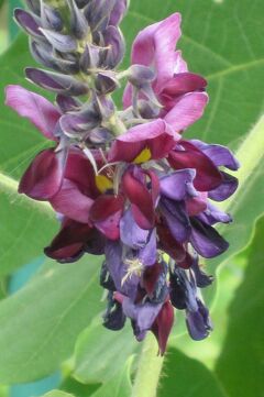 2010秋、天白川の小さい秋(3/3)：芙蓉の花、コスモス、葛の花、コサギ、バッタ、葡萄