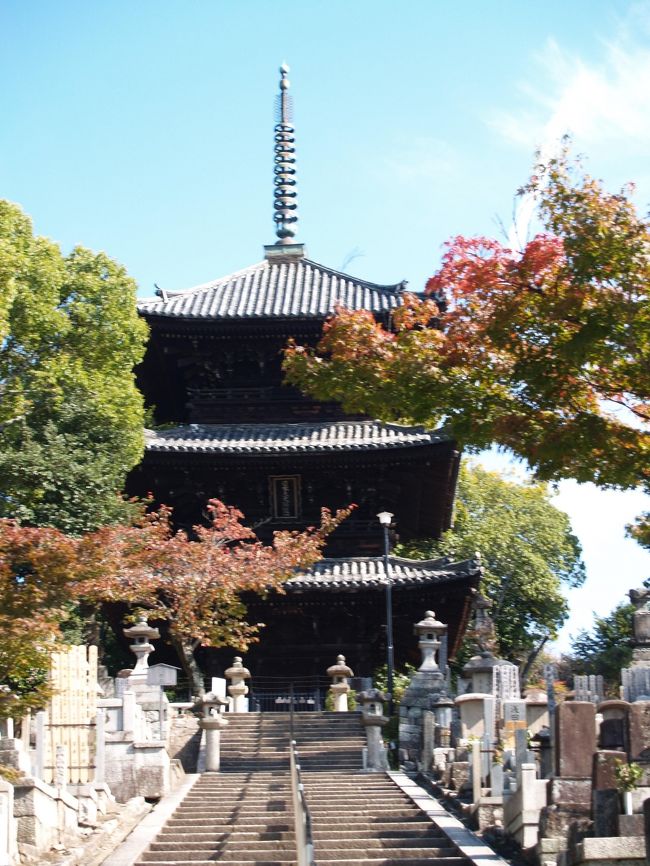 　京都市左京区黒谷町にある金戒光明寺は浄土宗大本山のお寺であり紫雲山金戒光明寺という。「黒谷」「黒谷さん」とも呼ばれている。承安5年（1175年）、法然が草庵を結んだのが始まりと伝えられる。本尊は阿弥陀堂に安置されている阿弥陀如来で、間の抜けたお顔をしている。<br />　江戸時代初期に知恩院とともに城郭構造に改修させられた。幕末になり、文久2年（1862年）に会津藩主松平容保公が京都守護職に就任すると、京都守護職会津藩の本陣となり、藩兵1,000人が常駐した。裏山の墓地には、鳥羽・伏見の戦いで戦死した会津藩士の墓が並んでいる。また、会津藩士のみでは手が回りきらなかったため、守護職御預かりとして新選組をその支配下に置き治安の維持に当たらせた。<br />　御影堂横にある庭園には池と茶室が配置されていて徳川家ゆかりの寺であることが実感できる。<br />　山門は知恩院に比べると小さく、階上も極彩色が施されている訳でもない。<br />　蓮池（兜之池）に架かる極楽橋を渡った文殊塔（三重塔）登り口石段前にはお江の方（崇源院（徳川秀忠夫人））と春日局の墓が並んで建っている。寛永5年（1628年）に春日局が建立した墓で、参拝する際に橋も寄進した。寛永18年(1641年)に石橋に変えられ、平成16年（2004年）に改修されている。徳川忠長の供養塔も春日の局が建てたものだ。春日局の墓はその後建てられたものであるが誰が建てたかは分からない。お江の方と春日局の関係は忠長と家光の関係と供に、来年のNHK大河ドラマで明らかになるであろう。<br />（表紙写真は金戒光明寺文殊塔（三重塔））