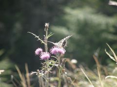 初秋の花紀行　高峰高原・黒斑山・・・①湯の平湿原