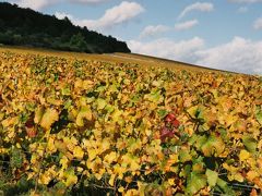 ブルゴーニュの葡萄畑の黄葉とディジョン市内(フランスの旅2006③)Autumn vineyard in Bourgogne