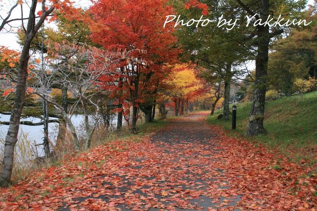 日本に生まれて良かったと思うことの一つ。四季の色彩を楽しめること。大自然からの贈り物は生きたまま我々のところに届けられます。なかでも白一色に変わる冬までの木々の祭りというべきか、寒い地域の紅葉は色が濃く本当に美しいです。そんな紅葉に魅せられ、長野をはじめ、岐阜、山梨、宮城、山形、京都などを探訪しました。今回は長野のビーナスライン周辺(女神湖、横谷渓谷、美ヶ原)をピックアップします。