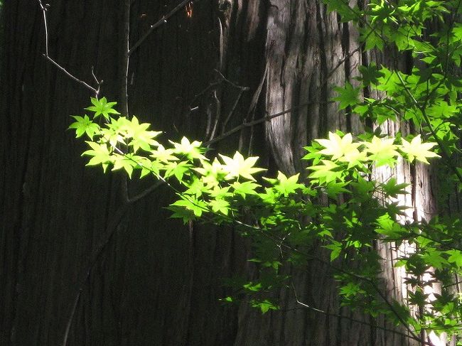 今回の旅で十和田湖の乙女の像の帰り<br />幸運のこみちからも行ける<br />予定にはなかった所<br /><br />『十和田湖神社』が私が神秘的なものを感じた<br />　　一番のパワースポットでした！<br />山の木々に囲まれてひっそりとありました。<br /><br />