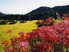 小城市江里棚田彼岸花