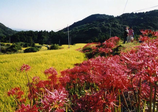 山あいに広がる美しい棚田。全国農村景観百選に選ばれた佐賀県小城市江里山の棚田です。数は、約６００枚。彼岸花が畦道に黄色い稲穂、ススキ、見事に咲いていました。この月２００１年９月は、子供がニューヨーク〜ロサンゼルスまでのサバイバル旅に行っていたので日程が分からず、…電話がかかるまで心配でした…安心して友人夫婦と彼岸花見学にいきました。昔の写真済みません…これからが季節　投稿しました。