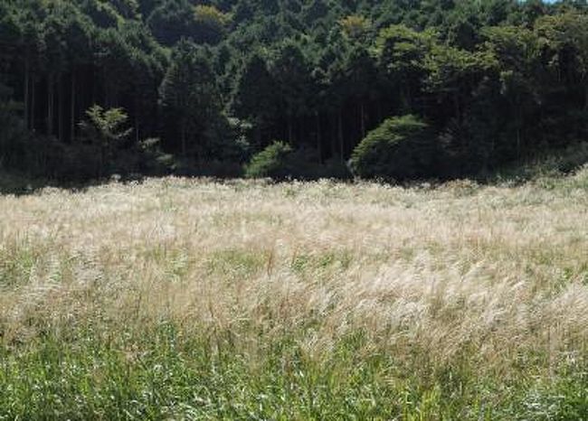 本日、箱根仙石原から伊東に向かう途中、仙石原すすき野原に立ち寄りました。<br />ススキの茎の部分は、まだ緑ですが、穂が出ていますので、今でも十分銀色に輝いています。<br />すすきの見ごろの情報のため、旅行記の順番を変更して、急遽、旅先で作成しています。<br /><br />よろしければ、ご覧ください。<br /><br /><br />＊＊追記＊＊<br />この後、２０１０年１０月２３日にも訪れました。<br />その時の様子は、こちらです↓<br />http://4travel.jp/traveler/furatto-tyotto/album/10513567/<br /><br /><br />あと、警備員さんに確認したところ、駐車場は、例年どおりとのことですので、こちらだと思います↓<br />http://www.sengokuhara.info/news/img/6-1.jpg<br /><br /><br />参考までに、昨年の９月１９日のすすき野原の様子です↓<br />http://4travel.jp/traveler/furatto-tyotto/album/10377830/<br /><br />昨年の１０月１８日のすすき野原の様子です↓<br />http://4travel.jp/traveler/furatto-tyotto/album/10390063/<br />