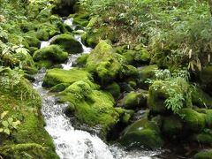 ◎岐阜の宝もの◎秘境・五色ヶ原の森