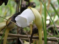 秋を求めて「わち山野草の森」へ