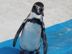 残暑の中動物園に行ってきました