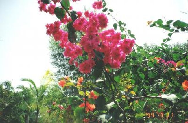 インドネシア ホテル<br /><br />Hotel Mambruk Anyer<br />http://www.mambruk.co.id/<br /><br />インドネシア ジャランジャラン<br />http://4travel.jp/traveler/0164/album/10501580/<br /><br />インドネシア バンドゥン<br />http://4travel.jp/traveler/0164/album/10502372/<br /><br />インドネシア ホテル(Hotel Mambruk Anyer)<br />http://4travel.jp/traveler/0164/album/10502103/<br /><br />