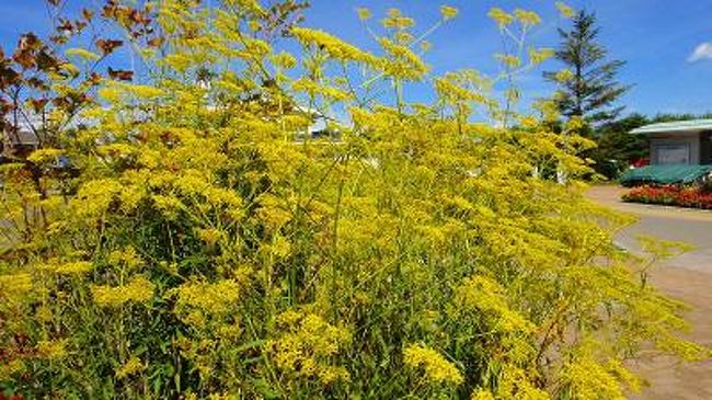 銀河公園・・・この名前を聞いたら、何を想像しますか。全国にも数ヶ所同じ名前の公園があるようです。<br /><br />この公園は、野辺山駅の前にある小さな公園で、夏の花と秋の花が混在して咲き誇っていました。<br />この時期は花が少ないのですが、ここだけは別世界の様に奇麗な花達が咲き誇っていました。<br /><br />野辺山駅の一部と云っても良いのでしょうが、余りにも奇麗な花が一杯咲いており、独立した旅行記にしました。<br /><br />近くを通りかかれば、野辺山駅と一緒に見て欲しいですね。<br /><br />所で何故ここに銀河公園が・・・理由は簡単、1冊飛ばしした後の旅行記で、そのワケが判明するでしょう。<br />これからそこへ行くのですが、道を間違ったため、別の旅行記が1冊割り込んでしまいました。(笑)<br /><br />写真は、秋の七草の一つで・・・女郎花<おみなえし>