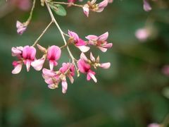 萩が咲き始めた神戸市立森林植物園