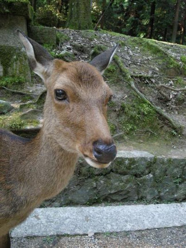 奈良の世界遺産を堪能 春日大社 東大寺 初めての奈良旅 奈良市