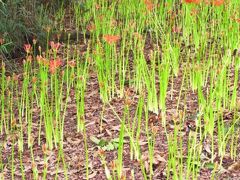 まだ早かった（涙）巾着田の曼珠沙華