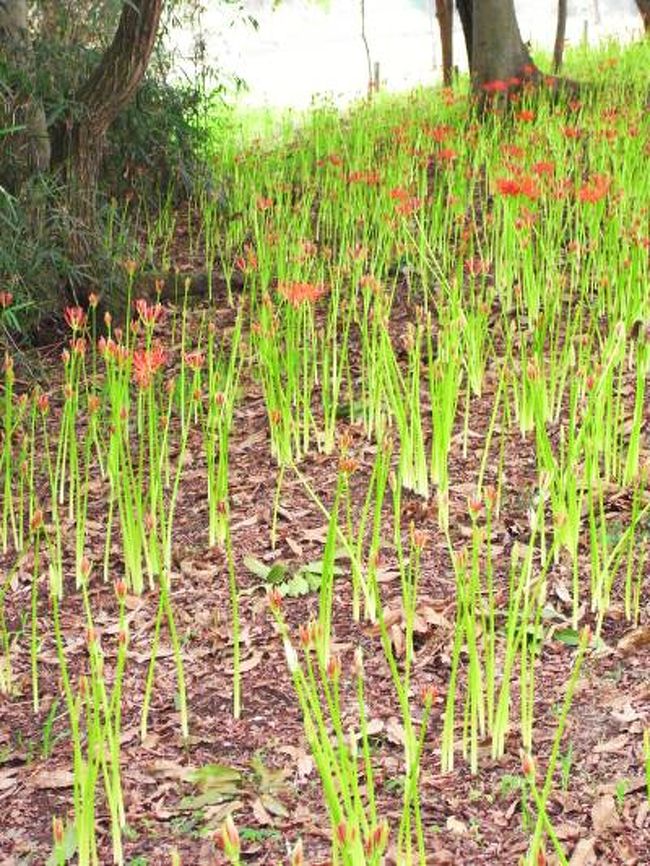 川越に行った際にせっかくだから曼珠沙華で有名な巾着田にも行ってみようかな♪と足を延ばしてみました。<br /><br />…が、どうやらまだ全然早かったみたい…（涙）<br />まだほとんどどこも開花しておらず赤い絨毯は見れませんでした。<br />どうやら今年は猛暑の為、例年よりも随分開花が遅れているそうです。<br />ホームページの情報見たらもうちょっと咲いてるかな〜と思ったのですが…。<br />今週末にリベンジでもう一回行ってみようかな。<br /><br />http://www.kinchakuda.com/