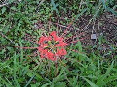 猛暑の今年は開花が遅れています。①(満開前)