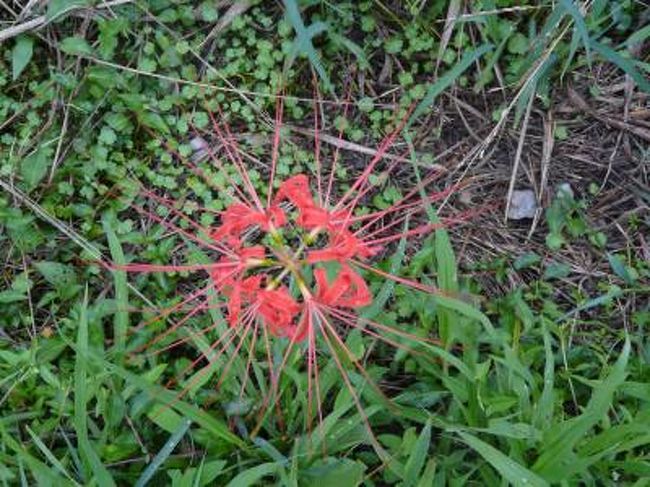 愛知県知多半島の半田市岩滑の彼岸花も猛暑の夏が影響して通年は開花で多くの人が来て撮影もままならない状態です。<br />今日の状態は一割も開花していない状態です。<br />今度の日曜日当たりはかなりの開花に成って居ると思います。