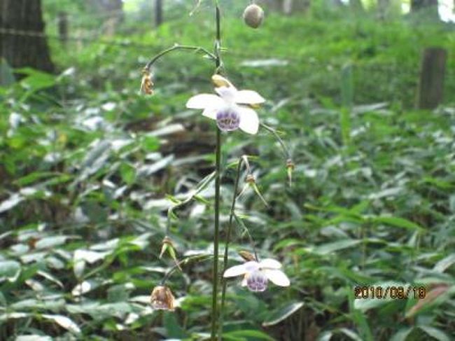 御岳山の黄蓮華ショウマ ２ 蓮華ショウマと秋の花 奥多摩 東京 の旅行記 ブログ By ちゃおさん フォートラベル