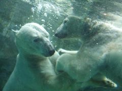 【GW北海道旅行 Vol.3】　旭川に行ったら、やっぱり旭山動物園