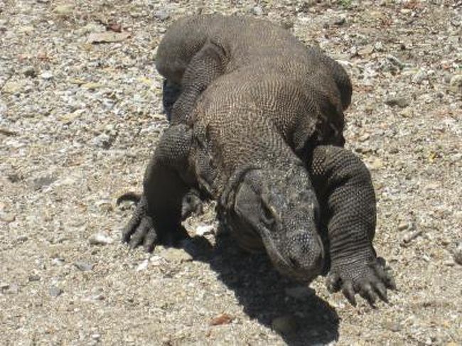 珍獣に会いにインドネシア コモドドラゴン編 その他の観光地 インドネシア の旅行記 ブログ By Satoyanさん フォートラベル 珍獣に会いにインドネシア コモドドラゴン編 その他の観光地 インドネシア の旅行記 ブログ By Satoyanさん フォートラベル