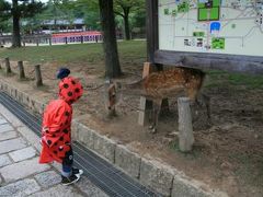 奈良公園・鹿と大仏を見に行って来ました。