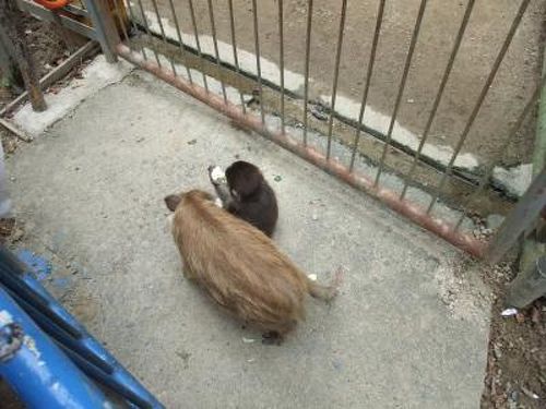 とにかくかわいすぎるウリ坊とみわチャン in 福知山市動物園 ＋