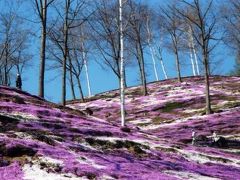 北海道観光①芝桜、湖ツアー旅行