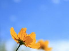 大阪　長居植物園とコブクロライブ