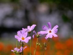 秋の花・コスモス求めて（1）東海編