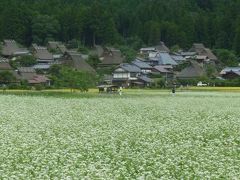 蕎麦の花咲く美山茅葺の里