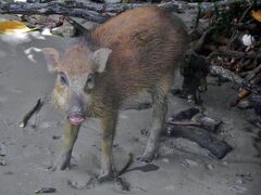 シンガポール最後のカンポンと手付かずの自然が残る島PulauUbin,プラウウビン土日暇してる運動不足のあなたにおすすめ◎活けシーフードも安くて美味い！