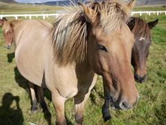 アイスランド馬に乗って、天然温泉を満喫してきました