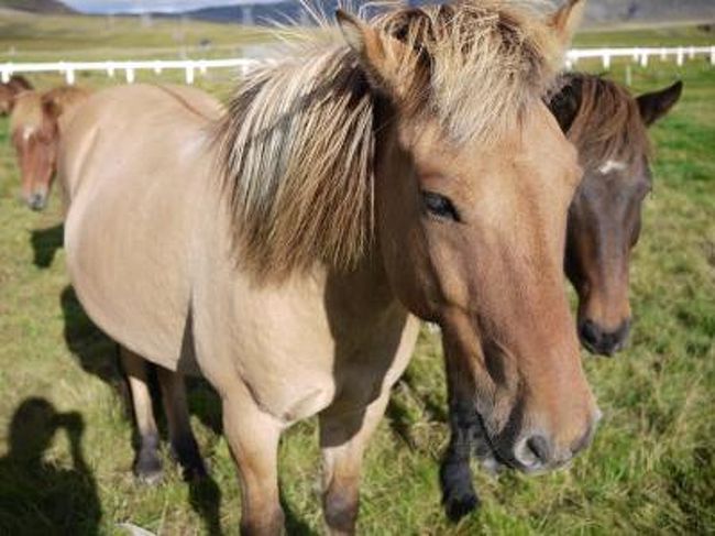 アイスランド馬に乗って 天然温泉を満喫してきました レイキャビク アイスランド の旅行記 ブログ By ごましおちゃんさん フォートラベル