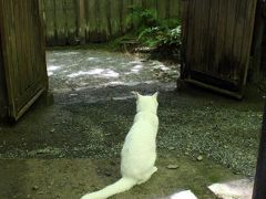 全長70km！京都一周トレイルを歩く(30)　祇王寺～木漏れ日溢れる苔庭で～