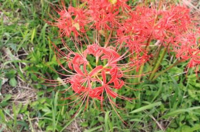 やっと秋が来ました。彼岸花が咲き始めました。<br />我が家の家庭菜園です。今日白菜を植えました。玉葱の種を蒔きました。<br />ほうれん草・２０日大根・うまい菜など種を蒔きました。<br />キャベツ・ブロッコリー・大根など順調に育っています。<br />