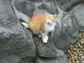 早稲田・高田馬場の旅行記
