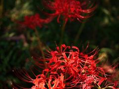 三重　野村一里塚の彼岸花