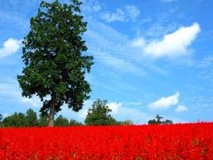 岡山・鳥取へ①花回廊は絶景レッドカーペット♪