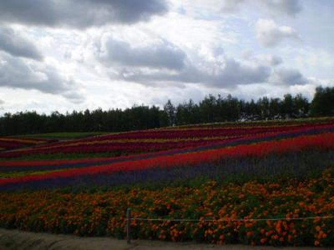 両親にお付き合いの北海道ツアーの旅・・。<br />私のちょっぴりの楽しみは、小樽と美瑛でした。<br />ラベンダーの咲き誇る頃に訪ねてみたい・・希望は<br />叶えられませんでしたが・・。<br /><br />小樽は、オルゴール好きの私には願ったり叶ったりの<br />ひとときでした・・・。