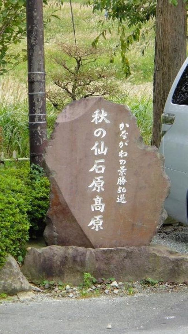 トラベラーのふらっとちょっとさんが、9月の下旬に仙石原のススキの穂が出たと云う情報で、南足柄市からの帰りに箱根経由で帰宅しました。<br />全体的には見頃に近く、後1週間もすれば穂も満開になると思われます。<br /><br />月曜日からの海外旅行を控え、準備が遅々として進ます、この旅行記を書き終われば、その気にならないと困る。<br />今回も、初日は成田前泊で、生まれて初めて海外傷害保険に加入します。体力に全く自信が無くなり、テレビが踊った後なので心配しながら行くことになりました。