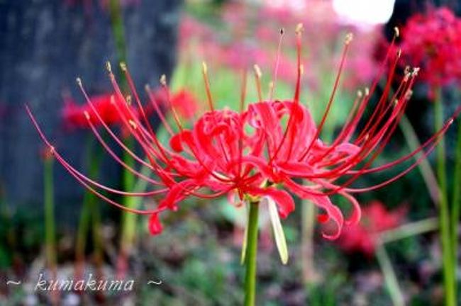 大崎市の羽黒山公園の彼岸花を見に朝早く行ってきました。<br />１５万本の彼岸花が１週間前に満開になりました。<br />やはり１週間後だったんで、枯れている彼岸花のほうが多かったですが、<br />その中から良いものを選んで写真に撮ってきました<br />