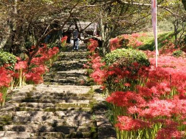 夏の猛暑で遅れていた彼岸花がお彼岸を大分過ぎてようやく見頃となり、奈良家宇陀市の仏隆寺へ行って来ました。<br />大平山の麓に位置する仏隆寺は、入り口の地蔵菩薩から長く続く石段の上にある。鎌倉時代の遺構という石段の周辺は真っ赤な彼岸花で埋め尽くされる。また樹齢９００年といわれる桜の古樹とのコントラストも見事。本堂前には白、桃、黄色の彼岸花も咲いていた。<br />また近くにはかって伊勢参りの人たちが通った伊勢本街道沿いに「高井の千本杉」があり、融合したと思われる１６本の幹がまっすぐに天を突くように伸び迫力満点。幹周り２５ｍ、樹高４５ｍ、樹齢約７００年の千本杉は日本の巨樹多くといえども引けを取らない。<br />この後桜井まで戻って三輪そうめん山本の三輪茶屋でにゅーめんの昼食を食べ帰路についた。