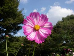 2010年10月　コスモスまつり開催中①　ｉｎ　国営昭和記念公園