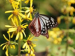 可愛いお花との会話を楽しんできました…　まだまだ汗ばむ中を六甲高山植物園＆なが乃の新そばとそばがきで味わう秋の訪れ…