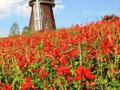 秋の花を探して～サルビア・彼岸花～　「花博記念公園鶴見緑地」