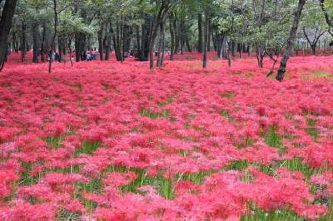 ２０１０年は猛暑の影響で、曼珠沙華の開花が遅れていたのと<br />９月末は雨も多かったため、やっと１０月になって見に行けました。<br /><br />２００６年に見に行ったときは、もっと感動したのに、<br />今年はちょっと冷めてました。<br /><br />たぶん一番の見頃は数日前だったと思われ、一面に咲いてはいたものの<br />日当たりの良い部分は、ちょっと枯れて色あせてました。